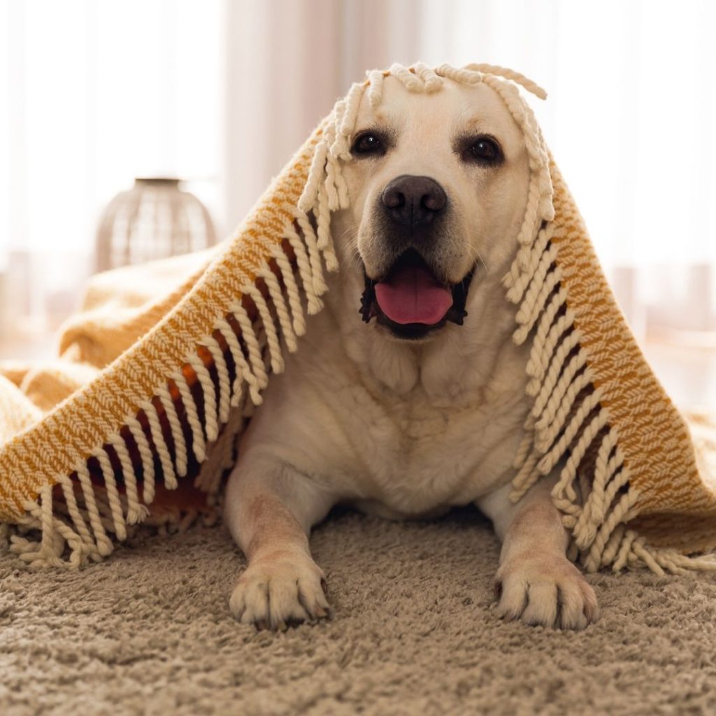 Cachorro com frio
